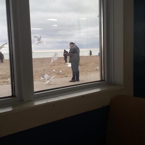 Feeding the birds at Port Stanley