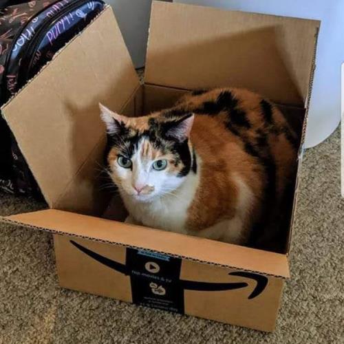 Tyler's Cat Pickles