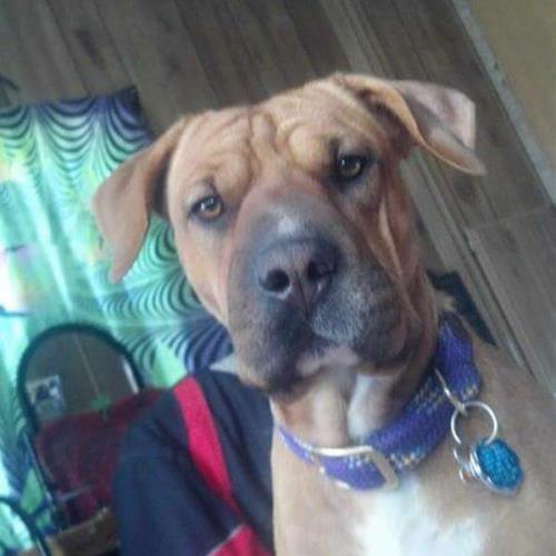 Shelby's dog, Flo