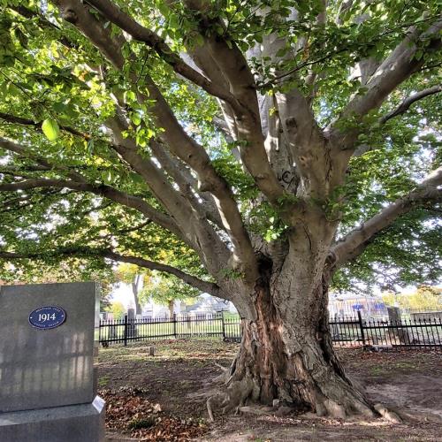 The Copper Beech Tree, planted in Drummond Hill Cemetery in 1914 to commemorate the 100th anniversary of the Battle of Lundy's Lane.