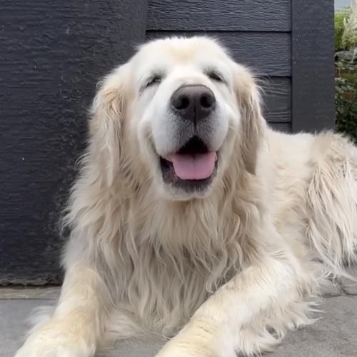 Max TheBestestBoy Photo