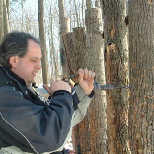 Drilling for maple sap